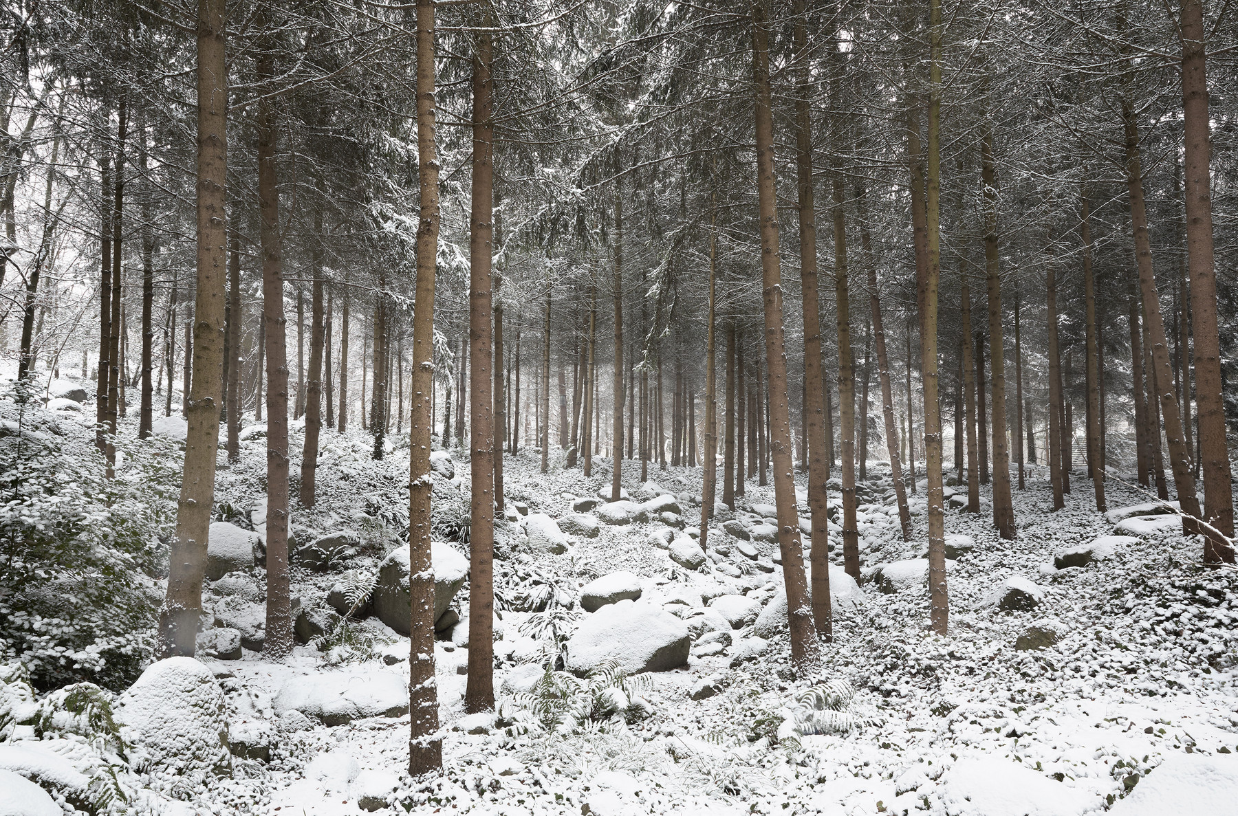 La forêt vosgienne La_foret_vosgienne.jpg