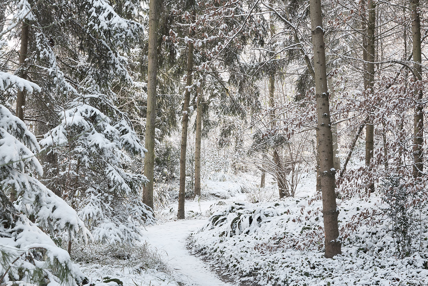 La forêt vosgienne La_foret_vosgienne_-_autre_vue.jpg