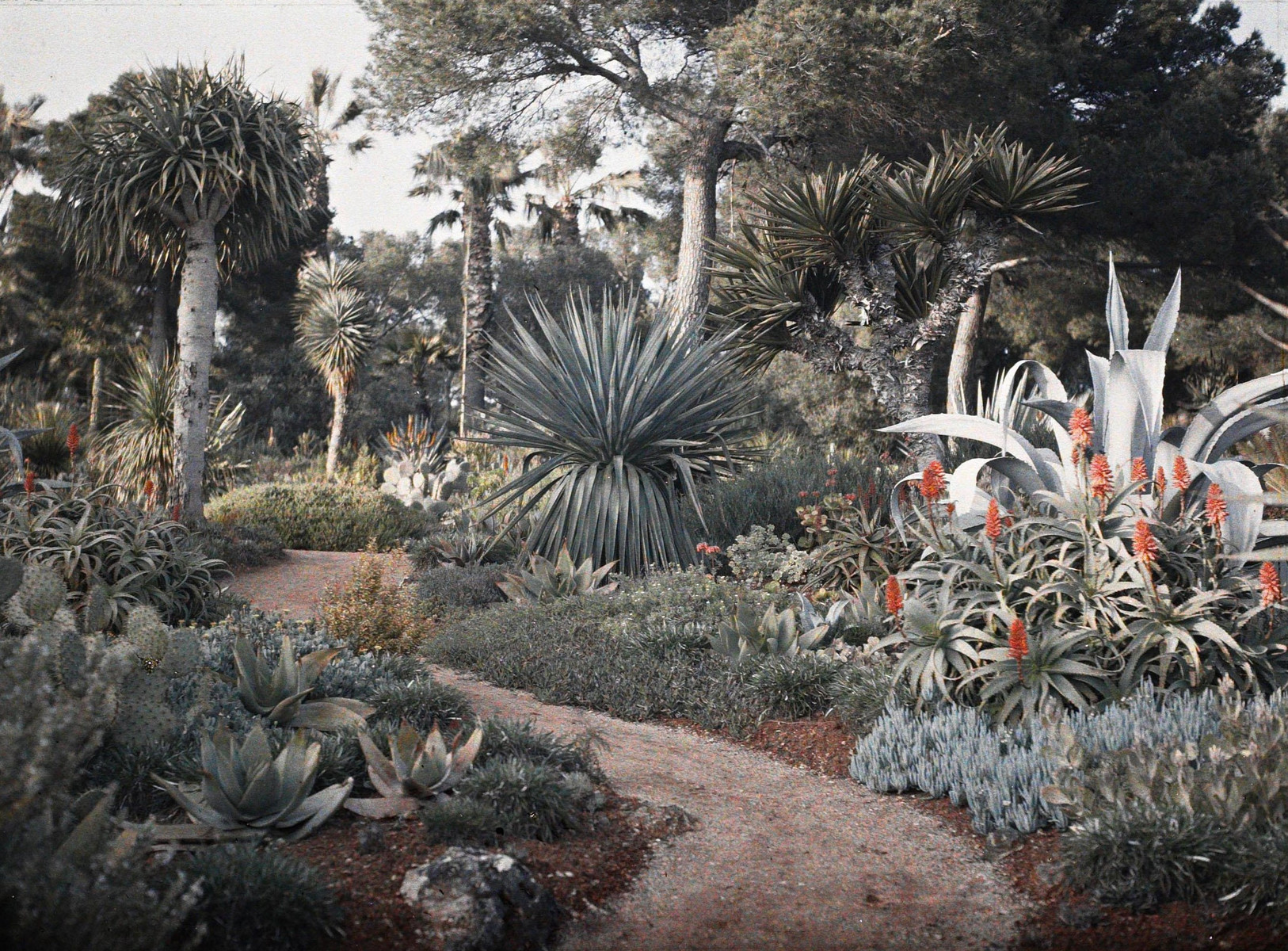 Cap Martin - Le Jardin 1.C000147.jpg